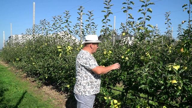 Golden Parsi Da Rosa: drzewka typu knip-boom vs. 7-mięsieczne смотреть онлайн