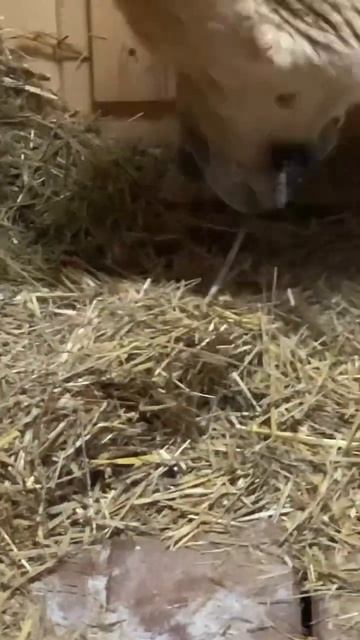 Под грохот фейерверков Зевс получал 🎁 #алабай #алабайвидео #омск #фейерверк смотреть онлайн