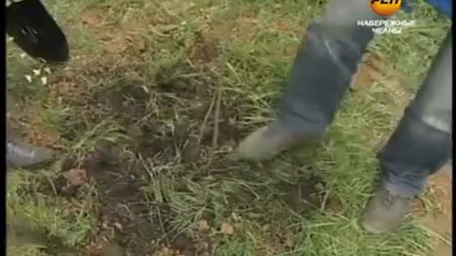 деревья - челнинским улицам смотреть онлайн