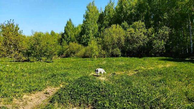 Соловьи. 22 мая. смотреть онлайн