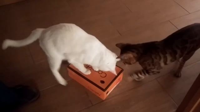 Кошачья игрушка смотреть онлайн