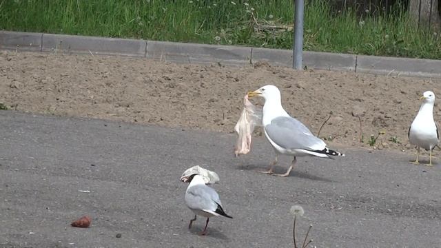 Городские чайки. смотреть онлайн