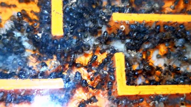 Camponotus nicobarensis colony update #4 смотреть онлайн
