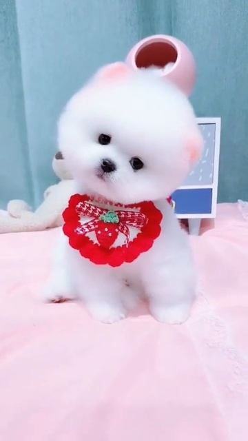 #doggy #maltese #pomsky #poodle #pomeraina #maltipoo #puppydog #dog #doge #dogs #dogsoftiktok#cute смотреть онлайн