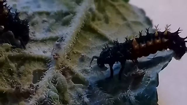 Harmonia axyridis larvae eating aphids смотреть онлайн