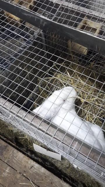 Скоро окрол #кролики #пушистики #окрол #ферма #маленькие #rabbits #рек #shorts смотреть онлайн
