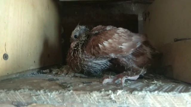 kabutar sotiladi +99899 893 20 96 Andijanskiy havasga boqiladigon kabutarlar смотреть онлайн