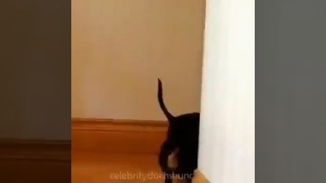 Собака миньон смотреть онлайн