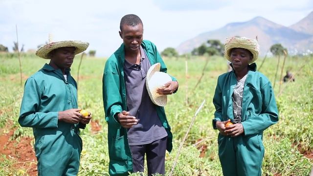 NAMNA VIJANA WALIVONUFAIKA KULIMA NYANYA NA MBOGA MBOGA KIBIASHARA 🍎🥬 смотреть онлайн