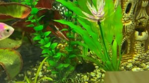 Чтение 4 кл: М.А.Шолохов «Любимая мать-Отчизна»/В сокращении/11.01.23 21:12