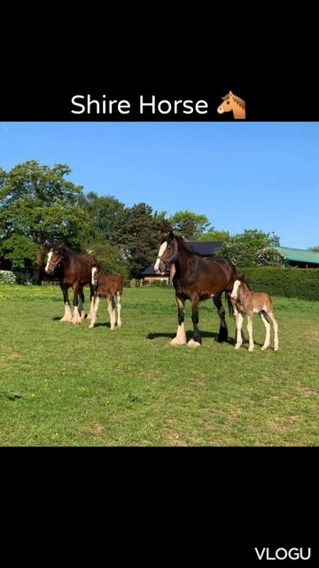 Shire Horse 🐴 смотреть онлайн