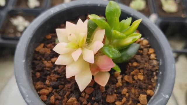 Anacampseros Rufescens Sunrise Variegated