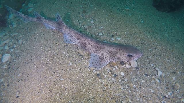 Chesil Beach Marine Life - Lesser Spotted Catshark (Dogfish) смотреть онлайн