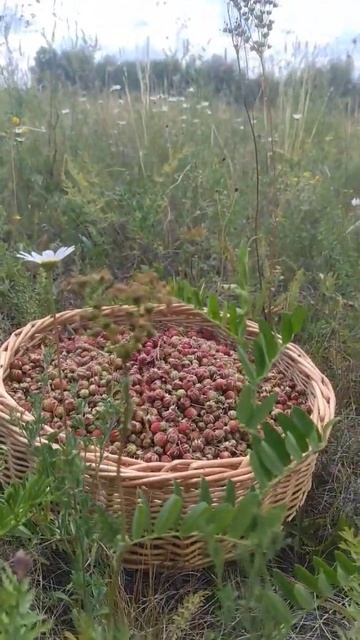 Полевая клубника! смотреть онлайн