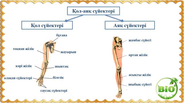 Адам қаңқасының құрылысы смотреть онлайн