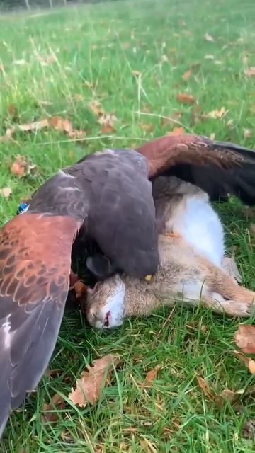 Golden Eagle Hunting Rabbit, Hunting Hare with Golden Eagle, Master of the Sky, | nature view anima смотреть онлайн