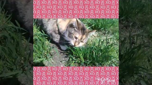 Гуляем с кошкой Рысей ! Реакция Рыси! смотреть онлайн