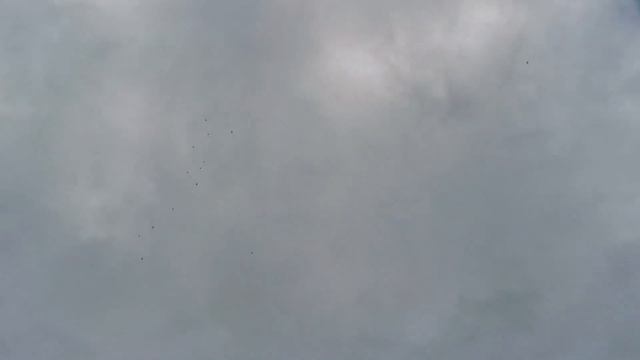 #pegions Атаки коршуна на бакинских бойных голубей 29.07.2023г. смотреть онлайн