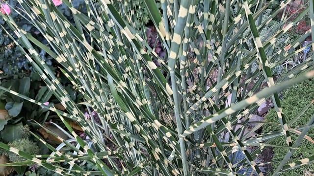 #Літо"23 Garden Tour. смотреть онлайн