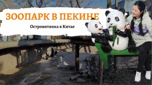 Зоопарк с пандами в Пекине. Гуляем по городу. Нашли кафе со спящим полицейским