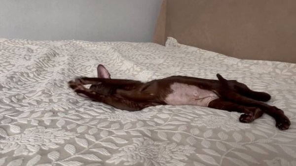 Fifth Element*Ru Unona