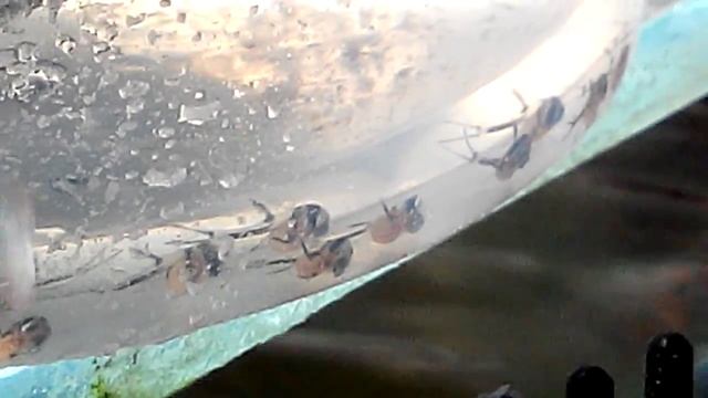 Alevins pterapogon kauderni смотреть онлайн