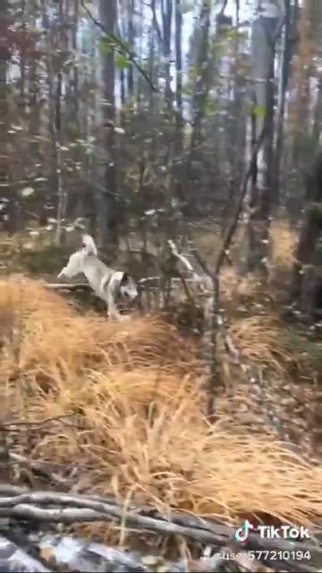 Собака сибирская лайка смотреть онлайн