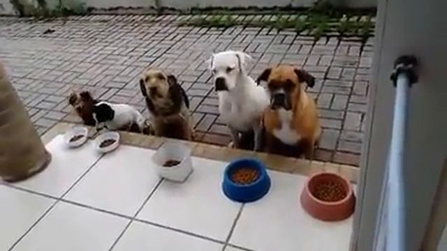 cachorros educados hehe смотреть онлайн