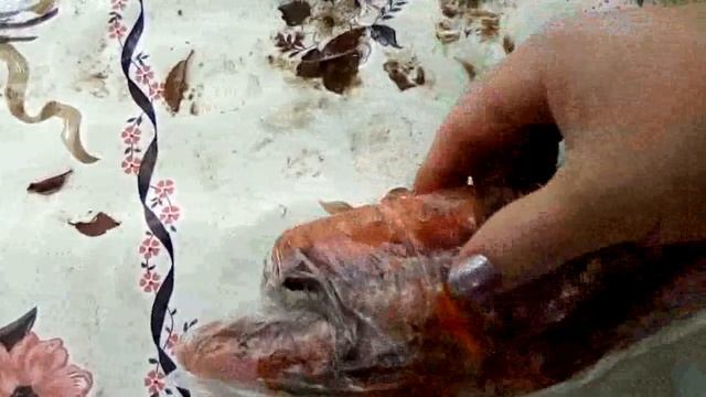 Прелая морковь.Чем ее поливают???🤷♀️ смотреть онлайн