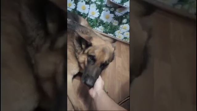 Проба Стрим С Андроид смотреть онлайн