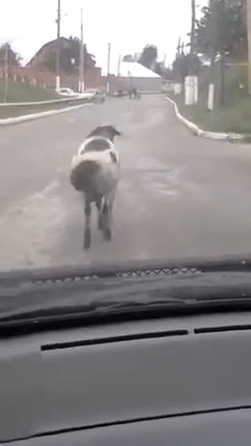 Овца на Кавказе смотреть онлайн