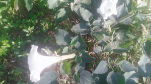 Датура дурмана ядовитые растения Datura datura are poison