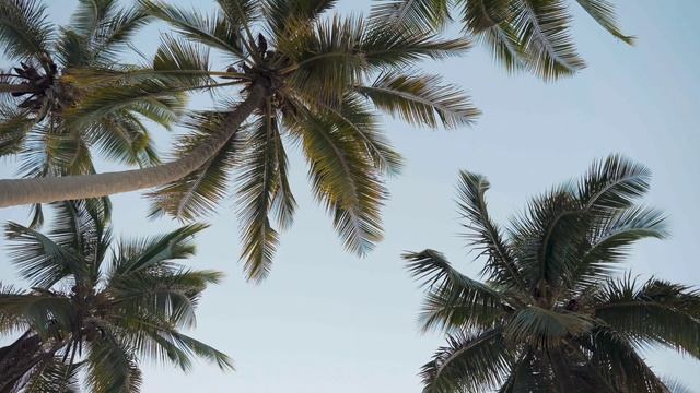 Coconut Tree. Relaxing song and video. смотреть онлайн