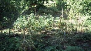 Сад и огород