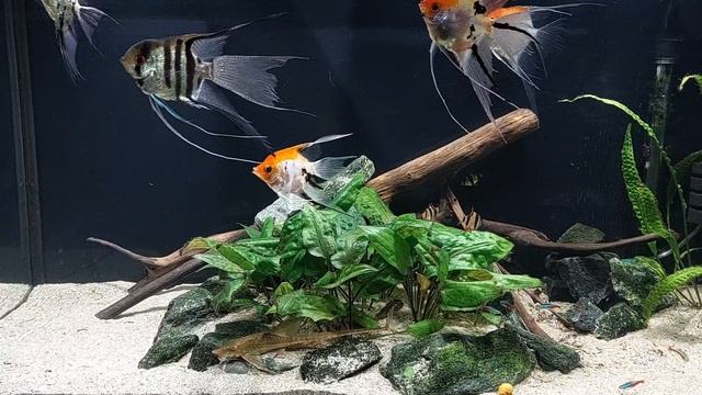 ... скалярии,