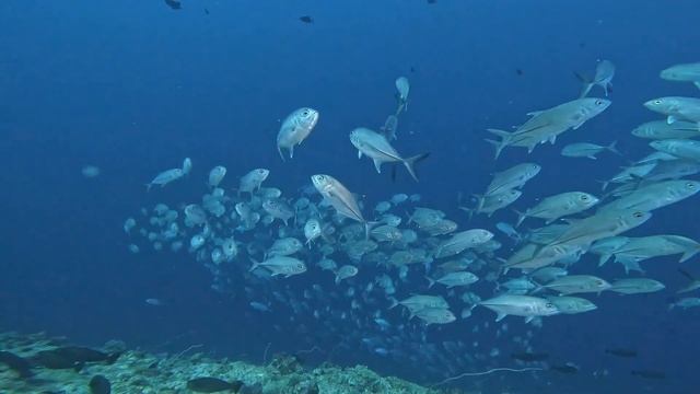 Palau 2023 Blue Corner : Dolphins, napoleon wrasse, juvenile emperor angelfish, sharks , turtles смотреть онлайн
