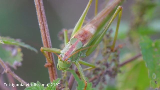 Tettigonia Viridissima -- Grünes Heupferd -- Great Green Bush-cricket