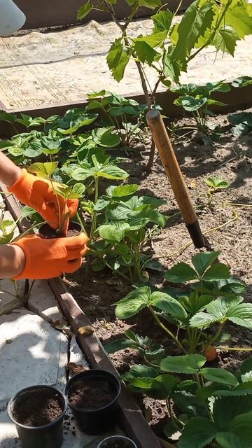 Быстрое размножение клубники Усами за 14 дней 🍓🍓🍓🍓 смотреть онлайн
