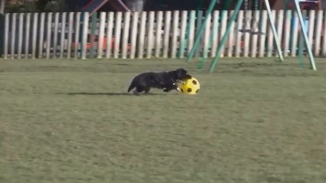 Четвероногий Роналдо смотреть онлайн