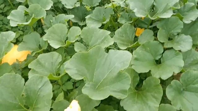 Урожай тыквы в этом году! смотреть онлайн