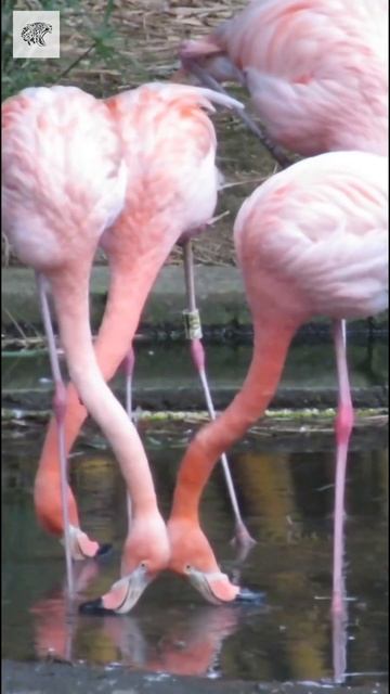 Flamingo Drinking Water смотреть онлайн