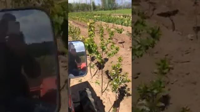 Петрович-сад.рф смотреть онлайн