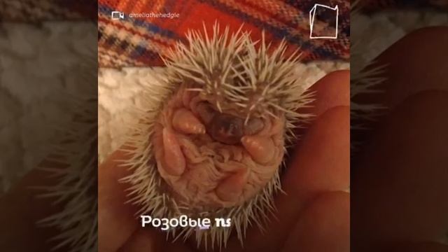 милые ёжики смотреть онлайн