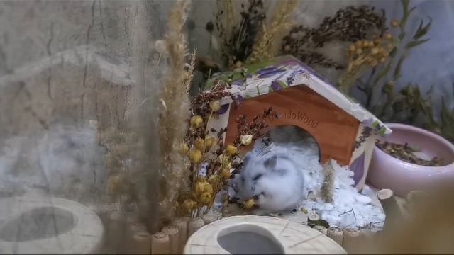 1000410950.mp4 смотреть онлайн