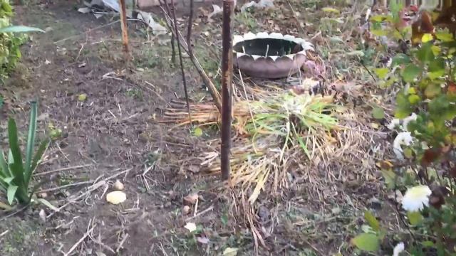 Не осень в нашей грусти виновата, а лишь в душе отсутсвие весны смотреть онлайн