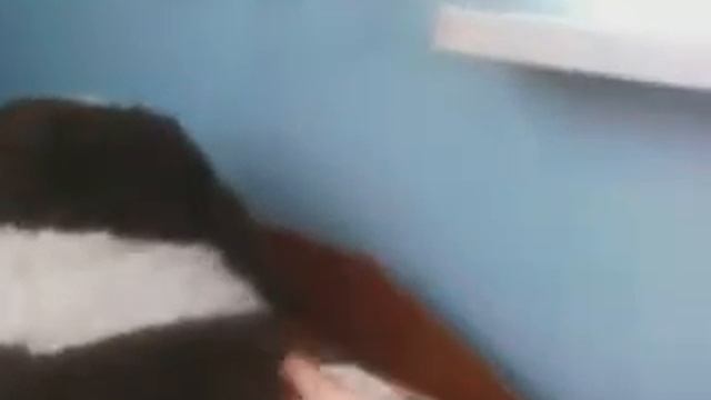 хомяк делает сальто на большой собаке!!! смотреть онлайн