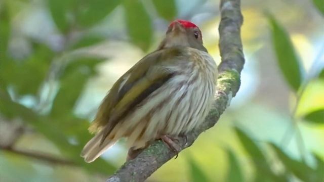 Tangará-rajado - Rio das Ostras смотреть онлайн