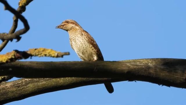 Wryneck with food close up: Hrodna 17-06-2021 by DzVincheuski смотреть онлайн