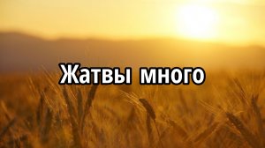 Жатвы много