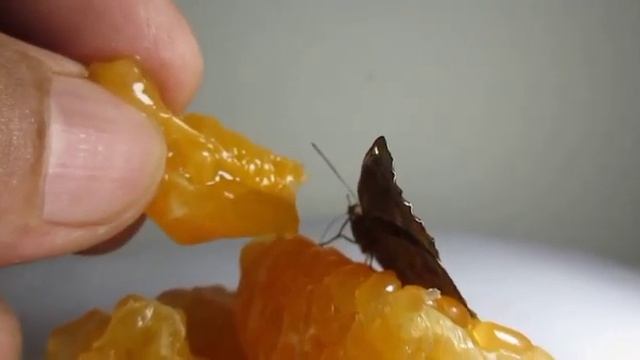 New Born Common Castor Butterfly enjoying Lemon 🍋 Juice, at Home, New Sama, Vadodara, Gujarat. смотреть онлайн